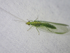 Triplochrysa
