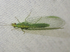 Triplochrysa