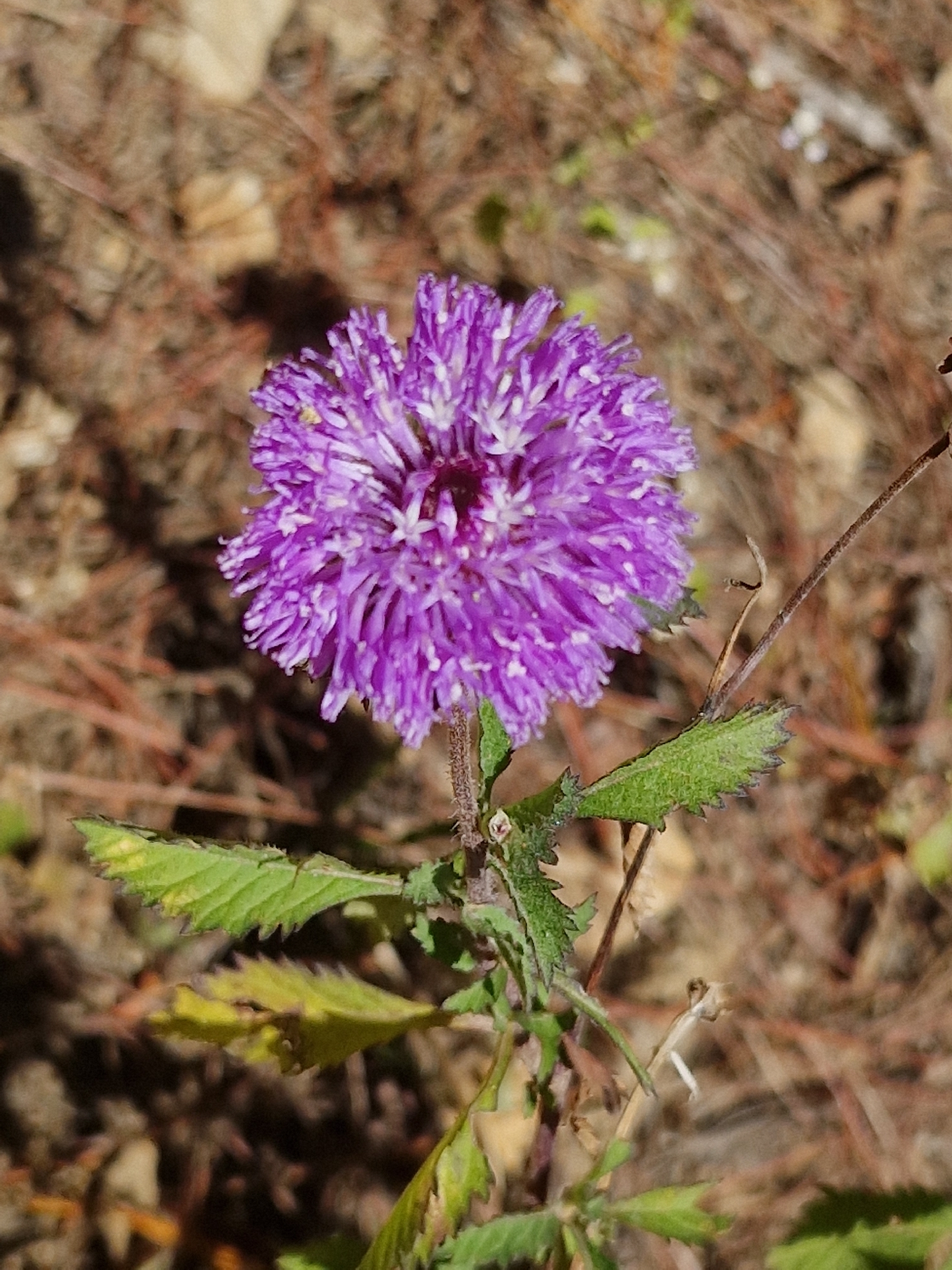 Centratherum punctatum — ảnh 2