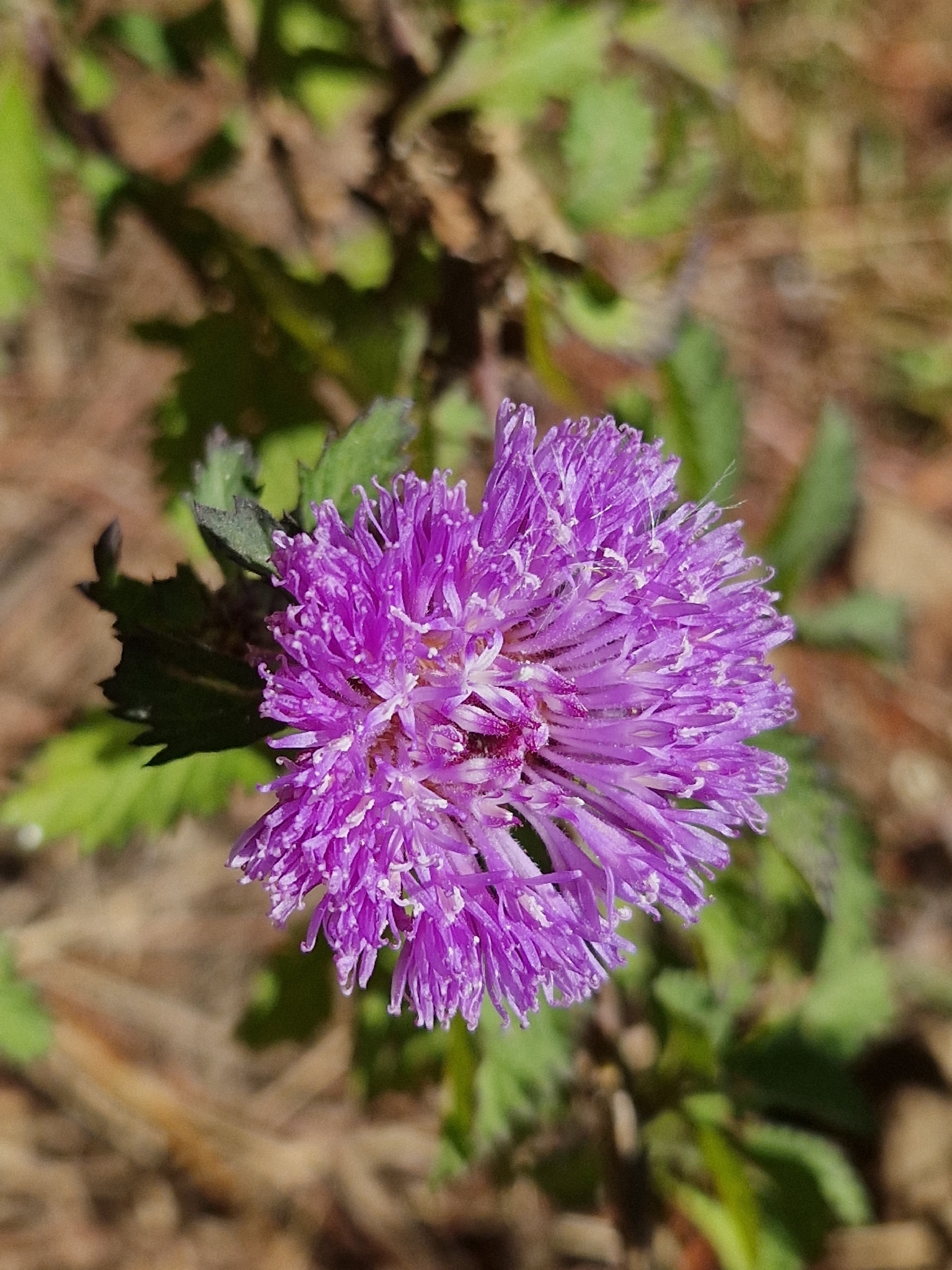 Centratherum punctatum — ảnh 3