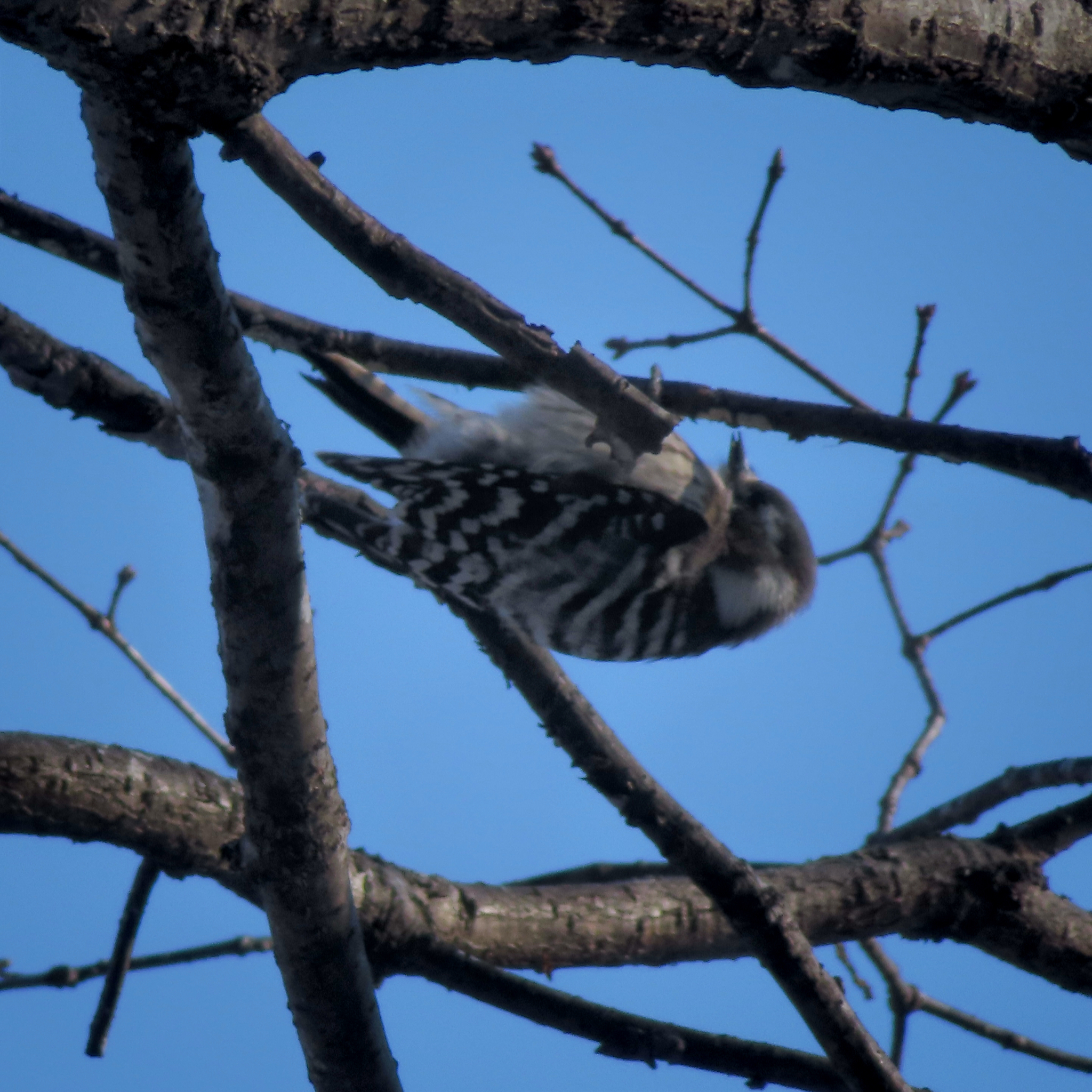 Japanese Pygmy Woodpecker (Yungipicus kizuki), photo 5