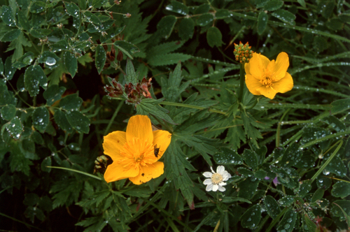 Kamchatka globeflower (Trollius riederianus)