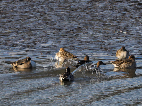 Northern Pintail