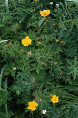 (c) Oleg Kosterin, some rights reserved (CC BY) Trollius riederianus, photograph (c) Oleg Kosterin, some rights reserved (CC BY)