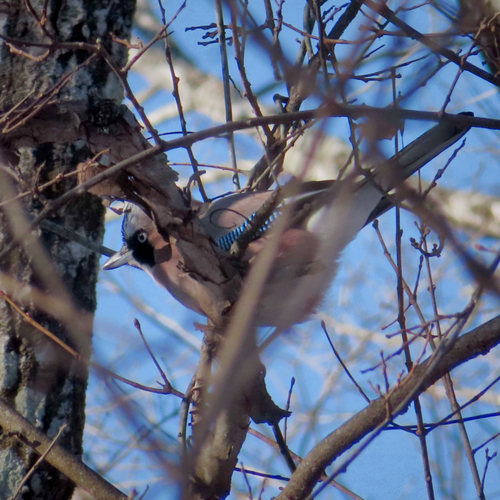 Eurasian Jay (Garrulus glandarius), photo 5