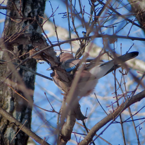 Eurasian Jay (Garrulus glandarius), photo 6