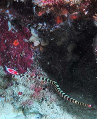 Dunckerocampus dactyliophorus