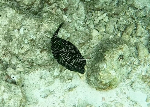 Black boxfish (Ostracion meleagris) — Ostraciidae