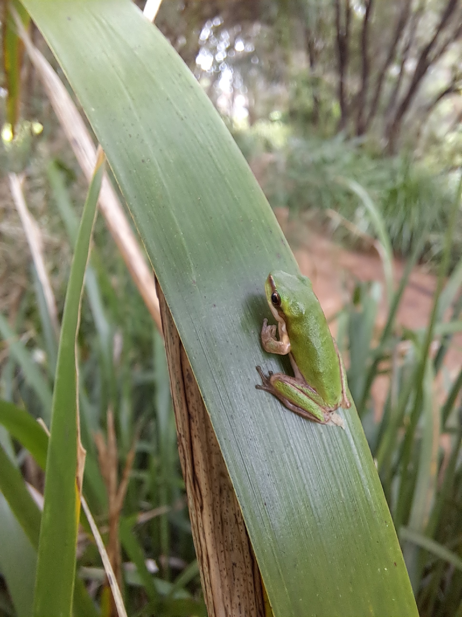Litoria fallax (Peters, 1880)