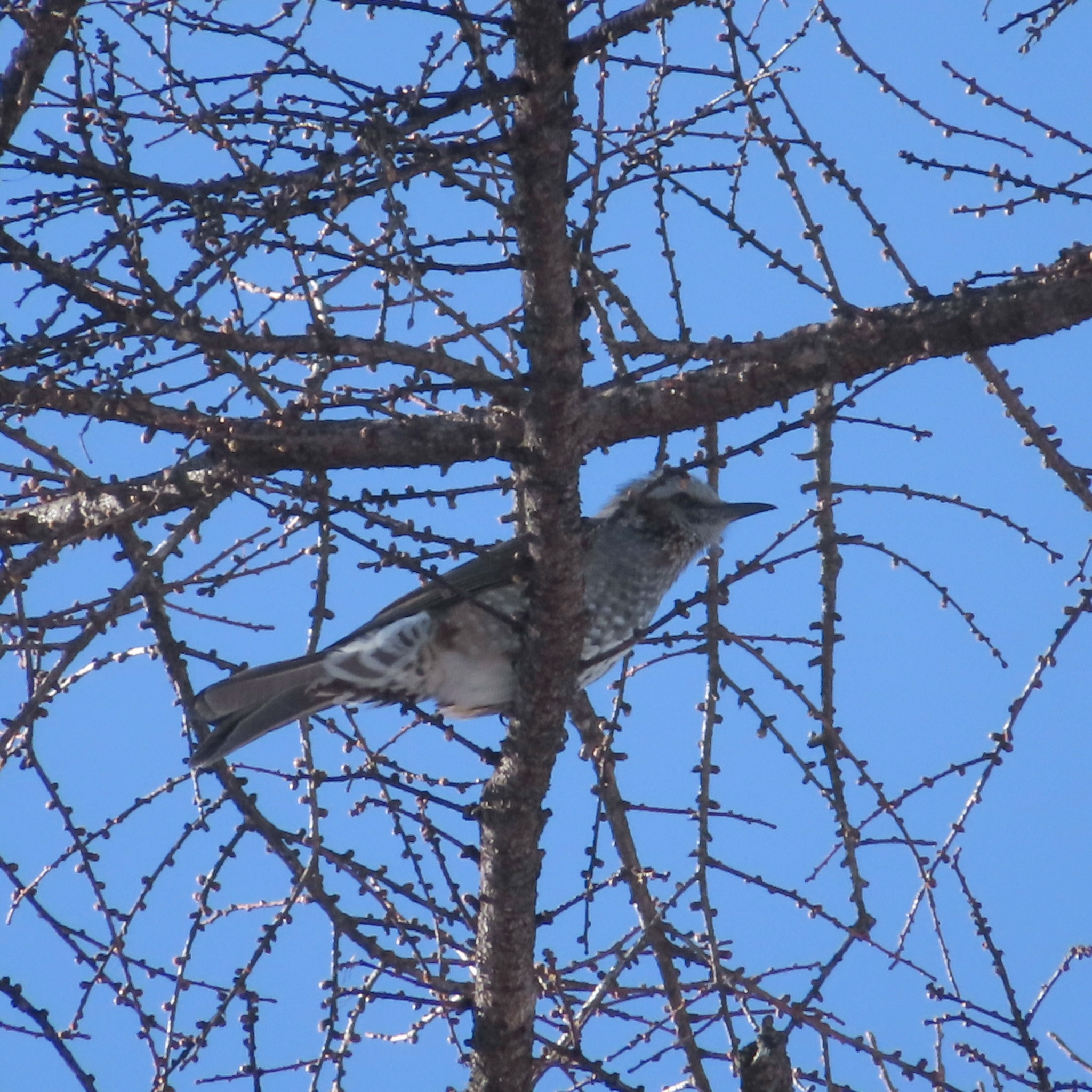 Brown-eared Bulbul (Hypsipetes amaurotis), photo 8