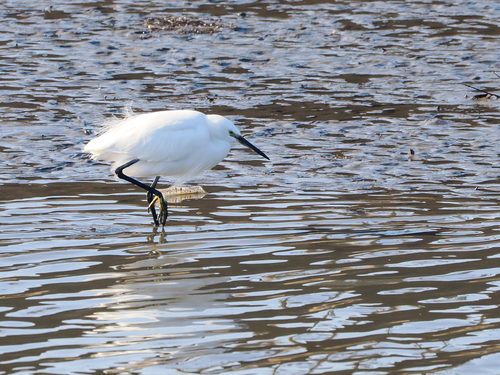 Western Little Egret