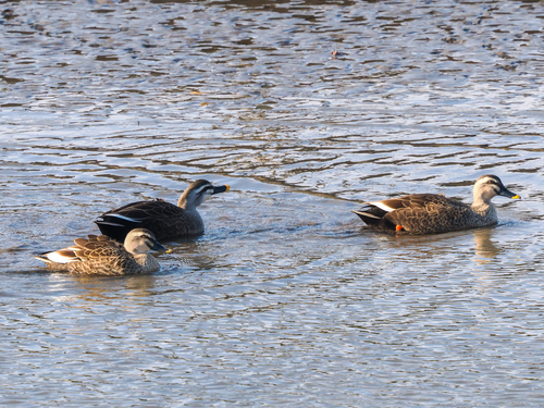 Eastern Spot-billed Duck