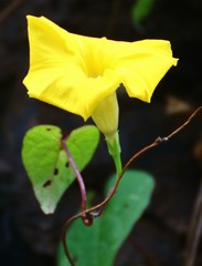 Ipomoea clarkei