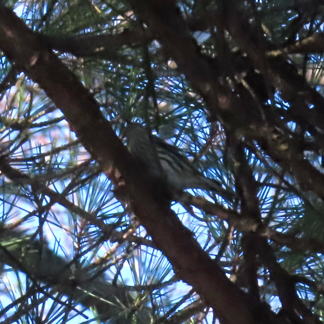 Eurasian Siskin (Spinus spinus), photo 4