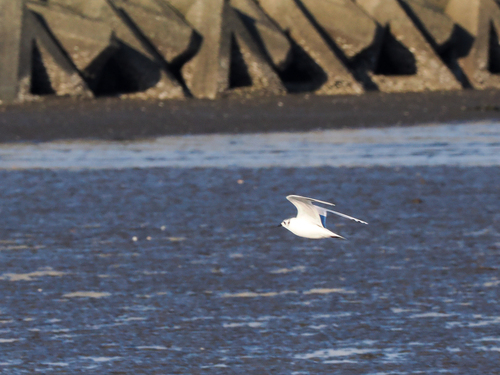 Saunders's Gull