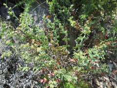Magnoliopsida