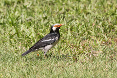 Gracupica floweri