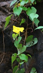 Ipomoea clarkei