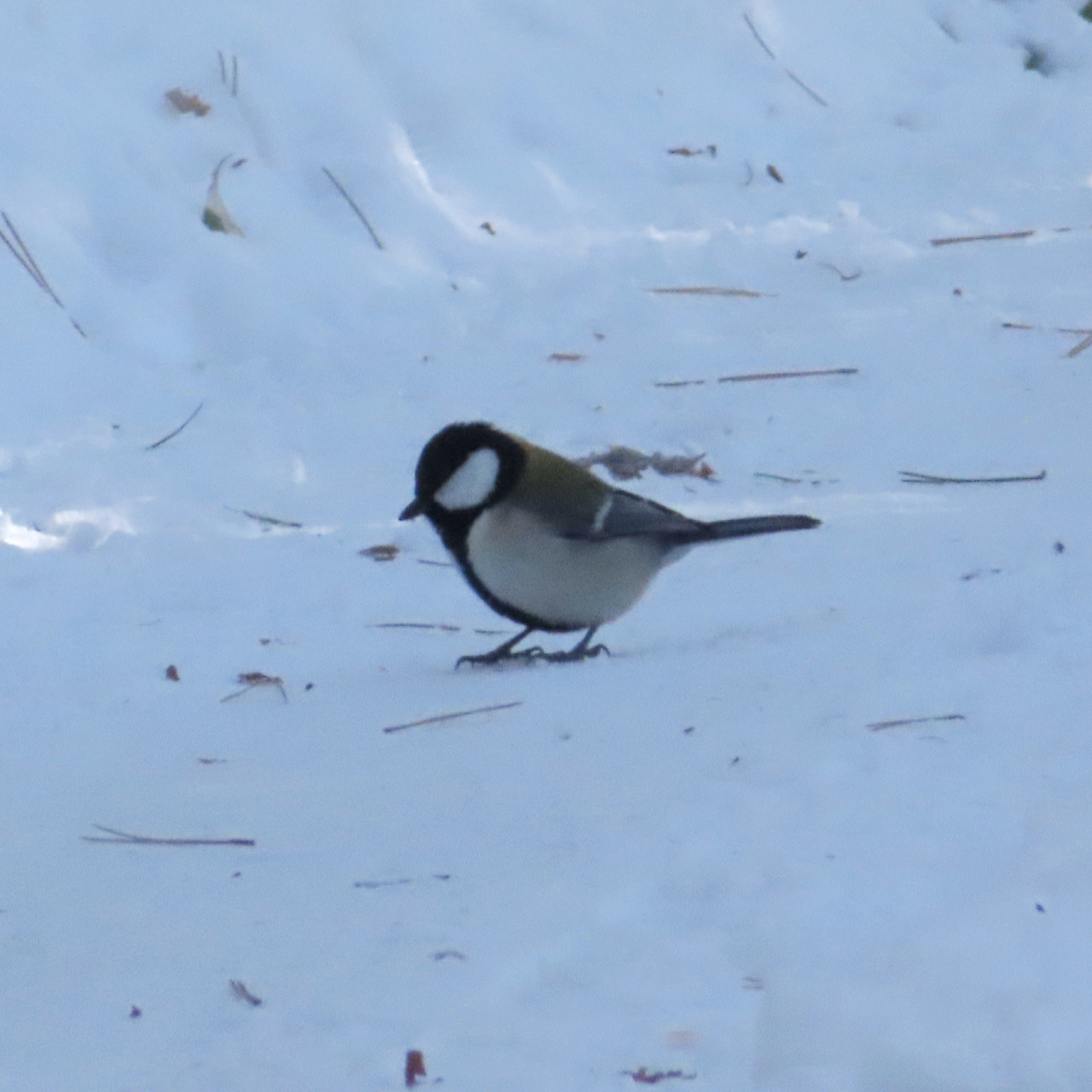 Cinereous Tit (Parus cinereus), photo 2