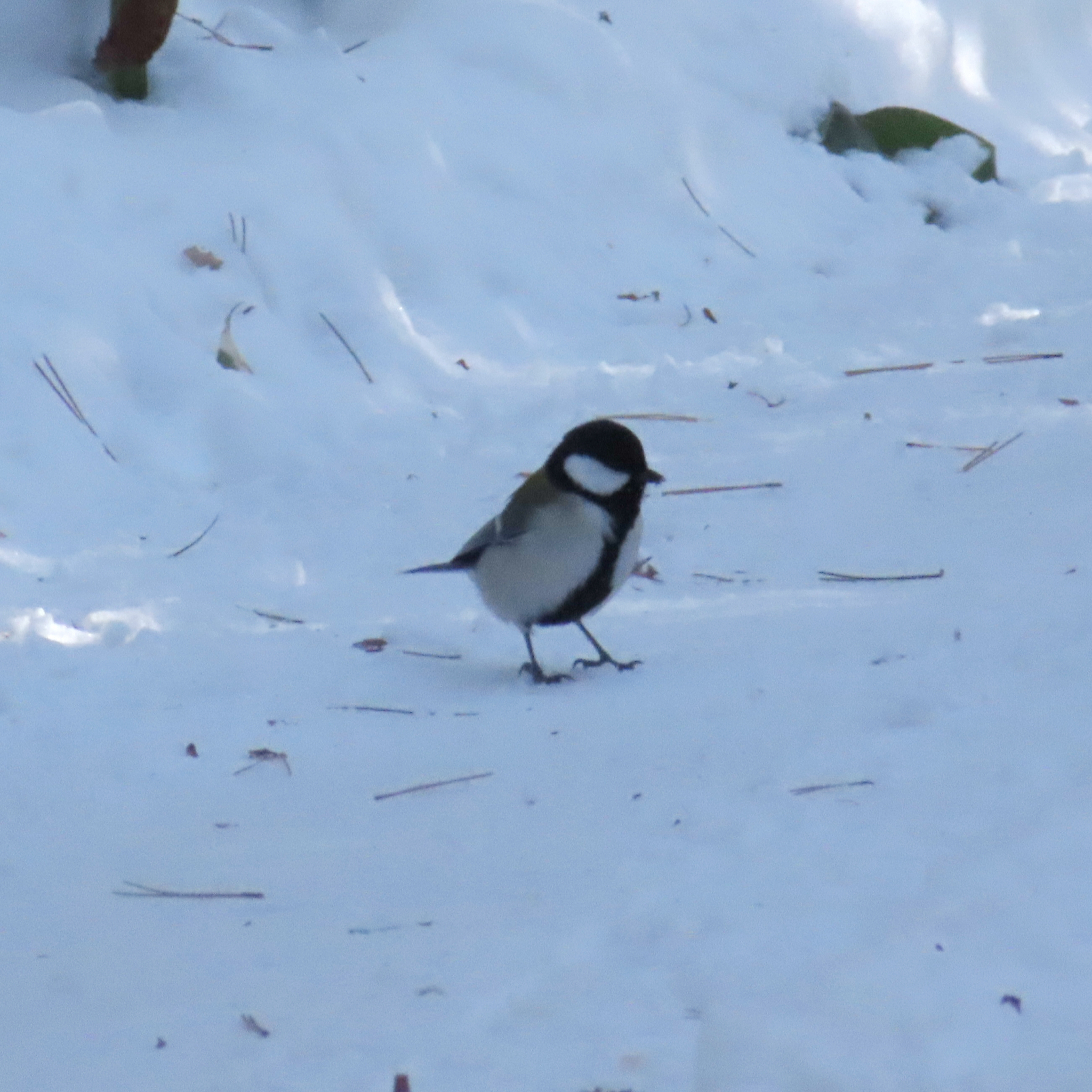 Cinereous Tit (Parus cinereus), photo 3