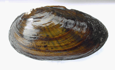 Thick Shelled River Mussel