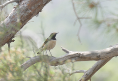 Oenanthe cypriaca