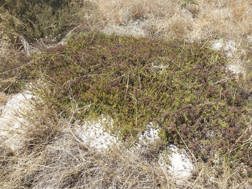 Ruschia geminiflora, photograph 6