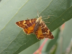 Chrysolarentia polycarpa