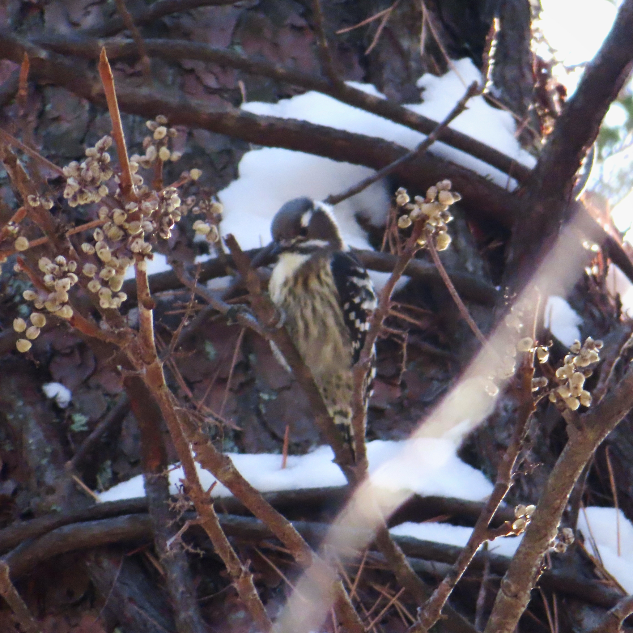 Japanese Pygmy Woodpecker (Yungipicus kizuki), photo 10