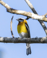 Spindalis dominicensis