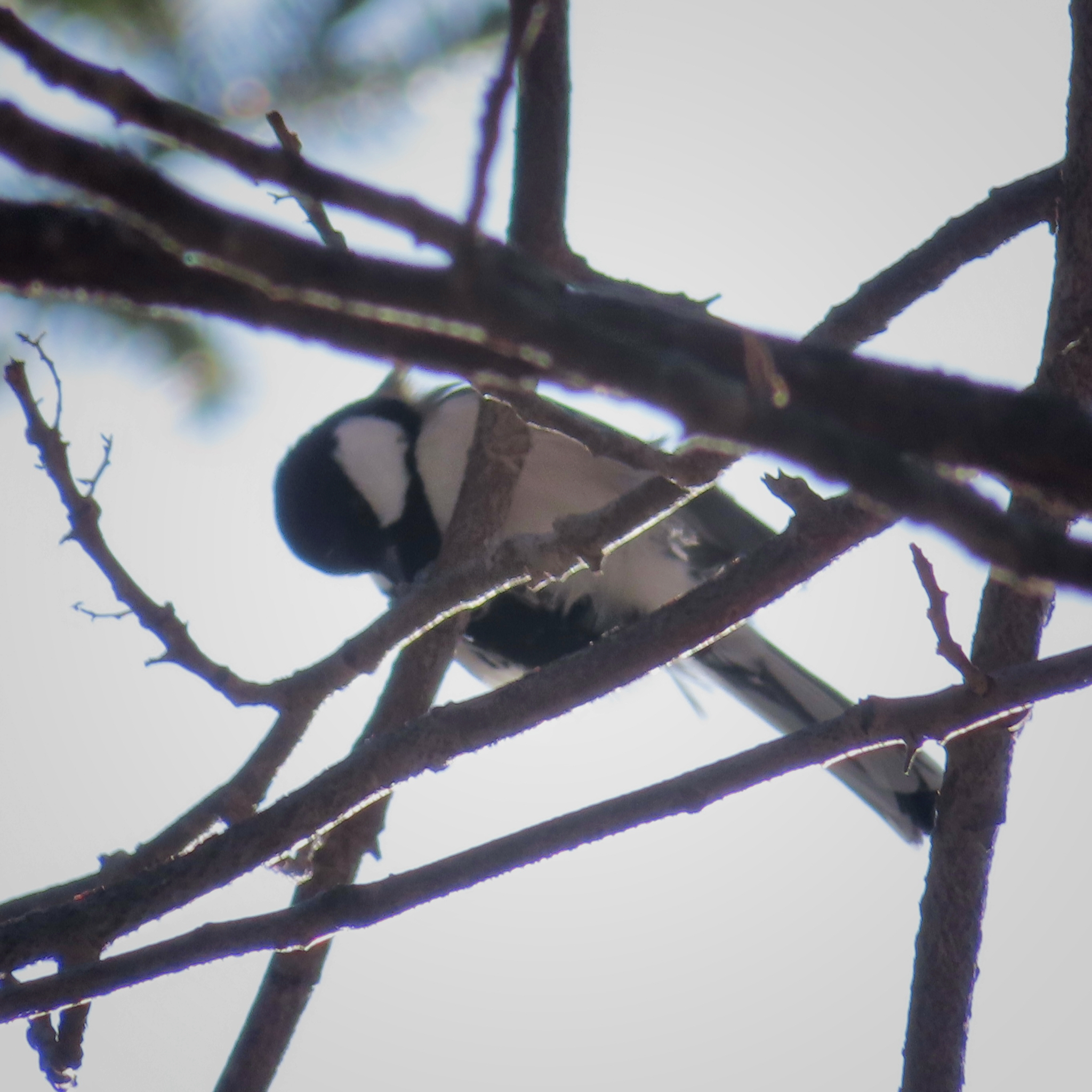 Cinereous Tit (Parus cinereus), photo 4