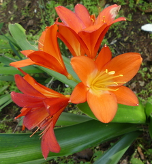 Clivia miniata miniata