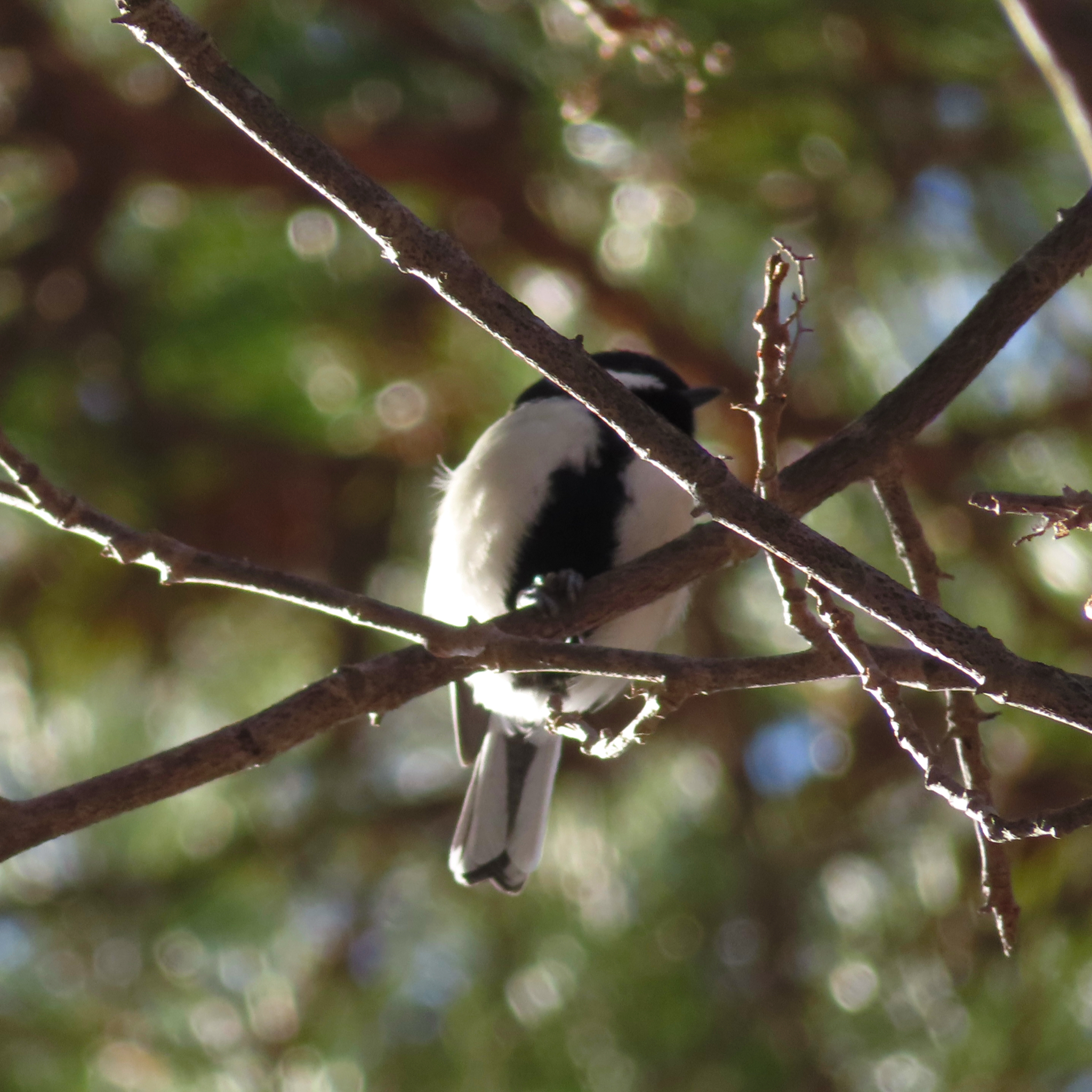 Cinereous Tit (Parus cinereus), photo 7