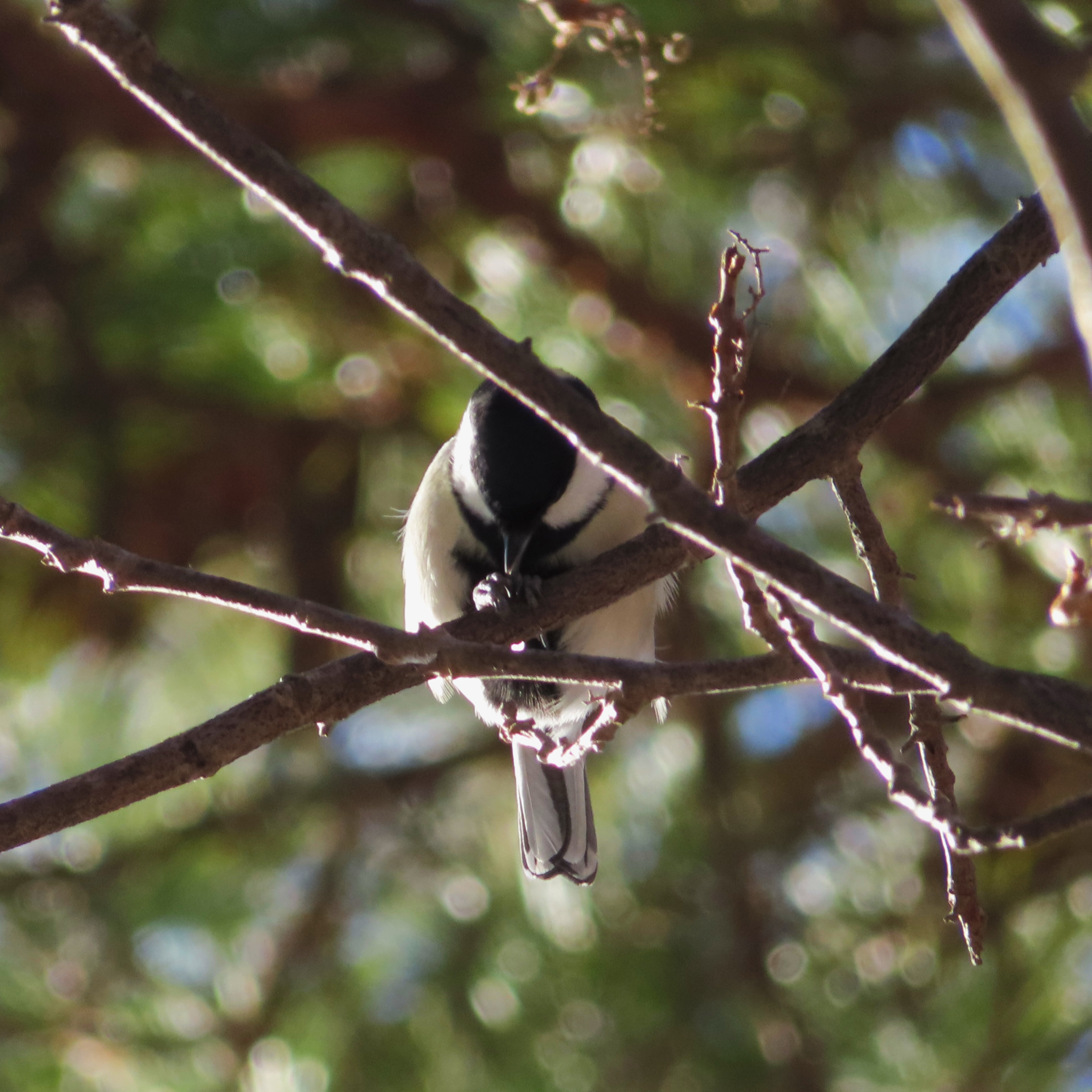 Cinereous Tit (Parus cinereus), photo 6