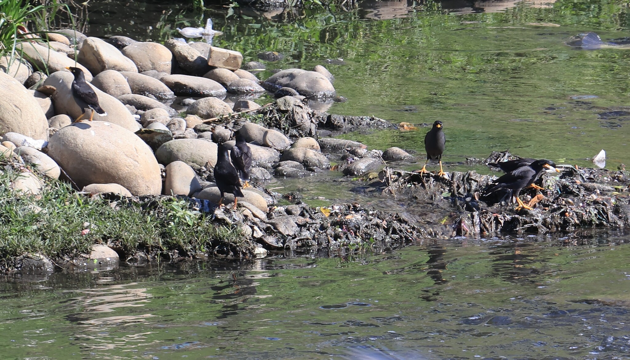 Javan Myna (Acridotheres javanicus), photo 2