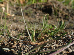 Littorella uniflora