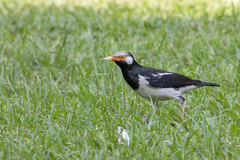 Gracupica floweri