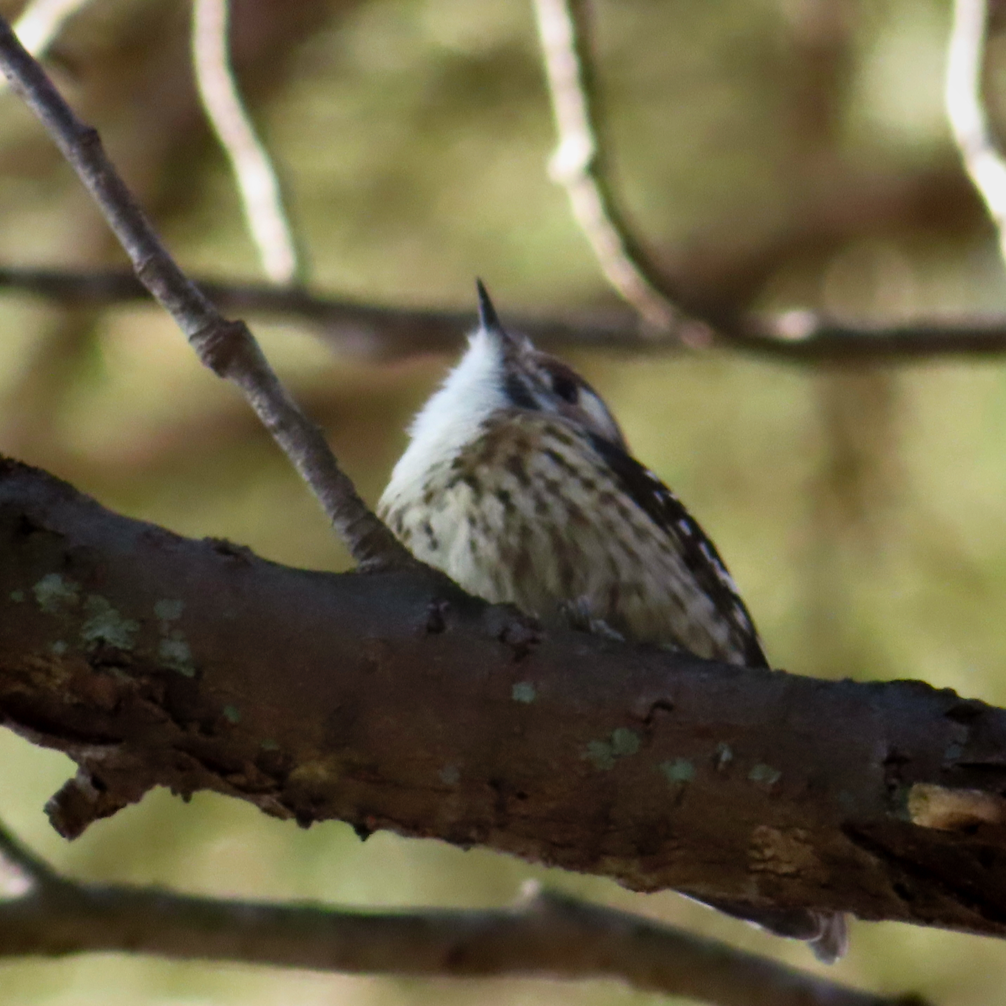 Japanese Pygmy Woodpecker (Yungipicus kizuki), photo 2