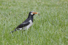 Gracupica floweri