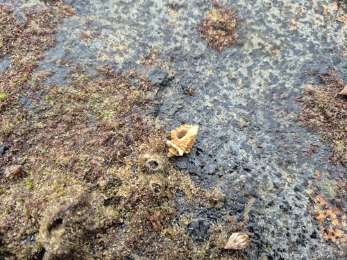 Ocenebra erinaceus