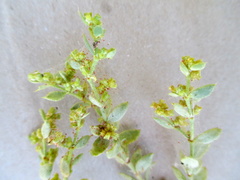 Magnoliopsida