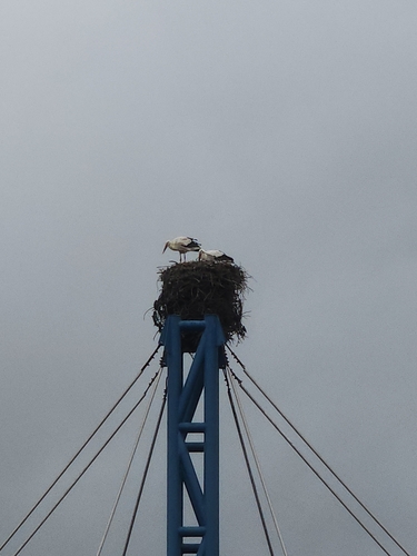White Stork