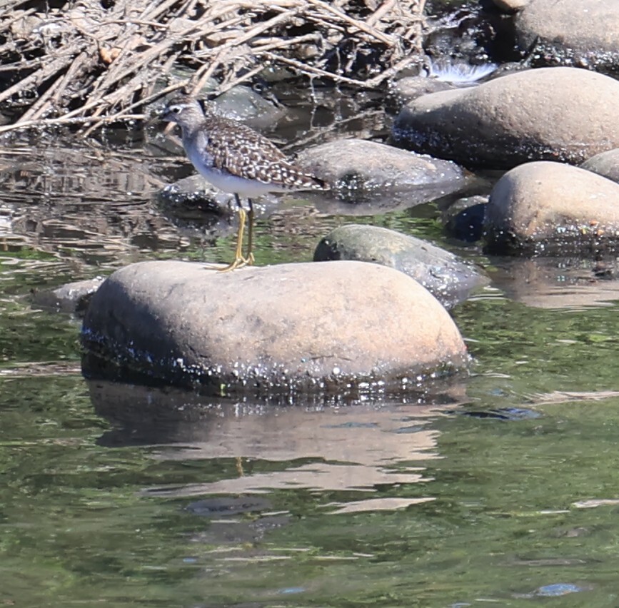 Wood Sandpiper (Tringa glareola), photo 2