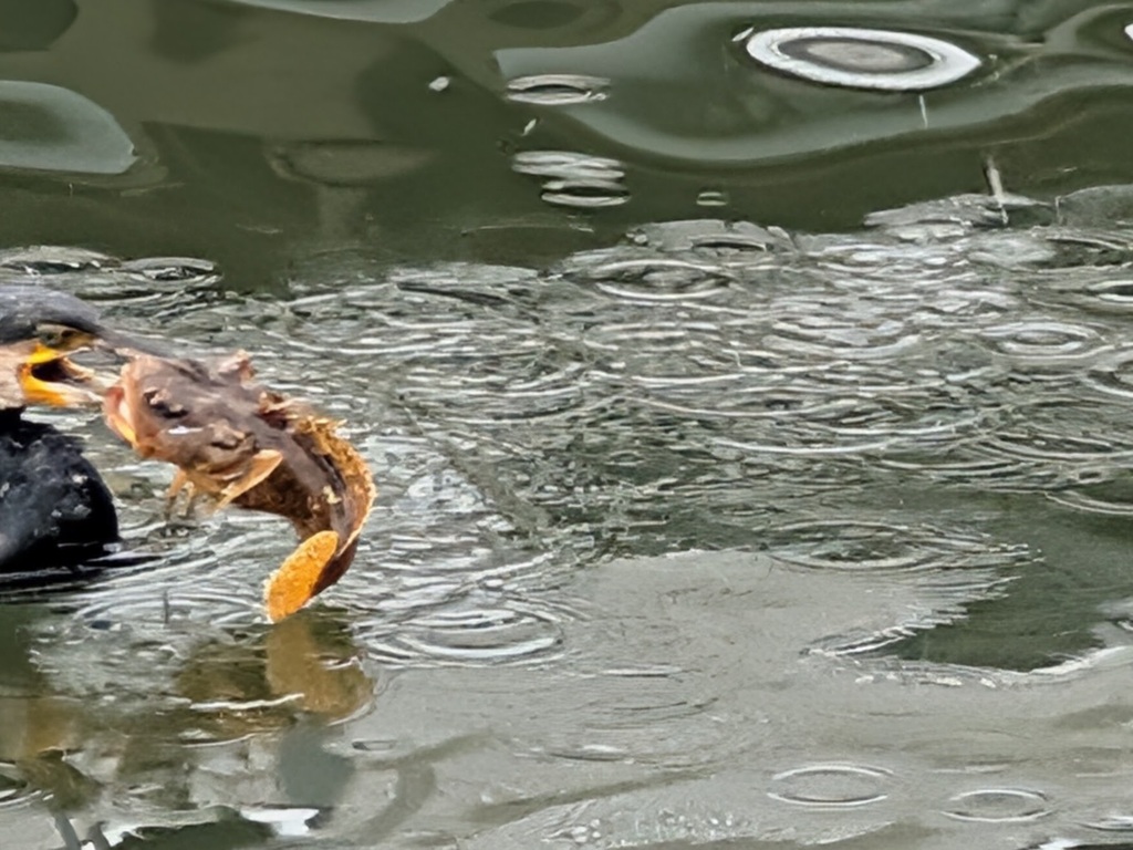 Lusitaanse padvis (Halobatrachus didactylus) — Batrachoididae