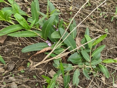Eremophila debilis