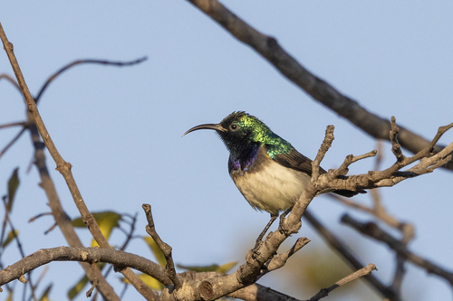 iNaturalist image