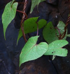 Ipomoea clarkei