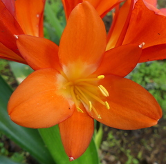 Clivia miniata miniata