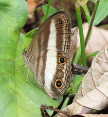 Euptychoides albofasciata