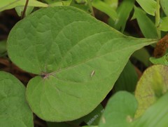 Ipomoea clarkei